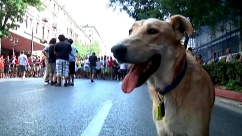 Video: To je pes Klobása. Největší rebel Atén