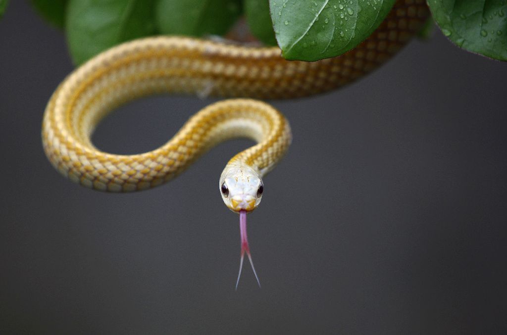 V čínské vesnici chovají tři miliony hadů