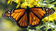 Motýl monarcha