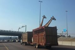 Řidič zabil při převozu žirafu, neodhadl výšku mostu