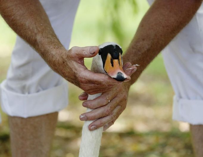 A swan is inspected by a Queen's Swan Upper during the annual Swan Upping ceremony on the River Thames between Shepperton and Windsor in southern England July 15, 2013. Y