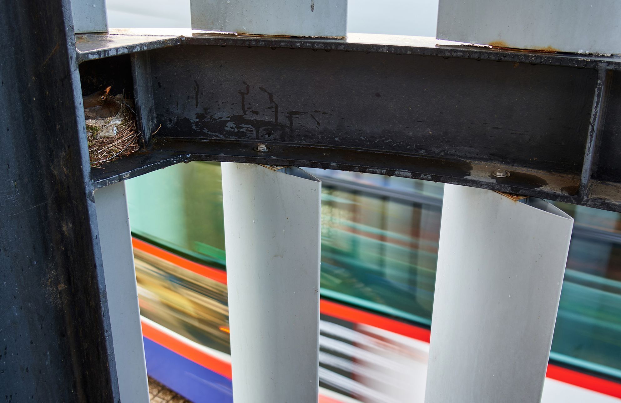 Czech Nature Photo 2023 - nominace