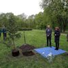 Sekvojovec obrovský zasazen ve Stromovce