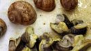 Snails are prepared at the cuisine of the Pfalzhotel Asselheim in Gruenstadt, southwestern Germany, 26 June 2007. The snails (helix pomatia) coming from the "Pfalzschnecke" snail breeding farm can reach a length up to 10 centimeters and a weight of about 30 grams each. AFP PHOTO DDP/TORSTEN SILZ GERMANY OUT