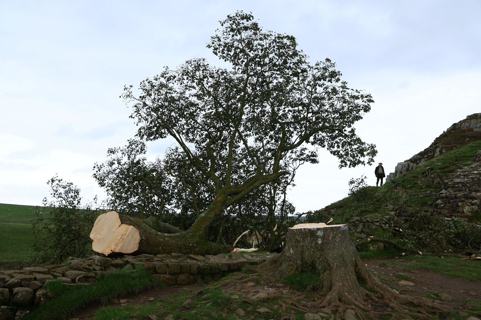 Sycamore gap, strom, Anglie