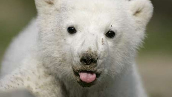 Medvídek Knut se stal doslova přes noc celebritou