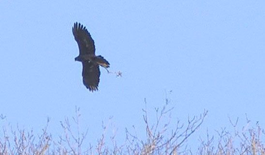 Filoména a David se pokouší zahnízdit