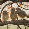 Finalisté soutěže Nikon Comedy Wildlife Awards 2024