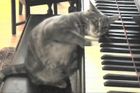 Kočičí pianistce leží svět u nohou. Podívejte