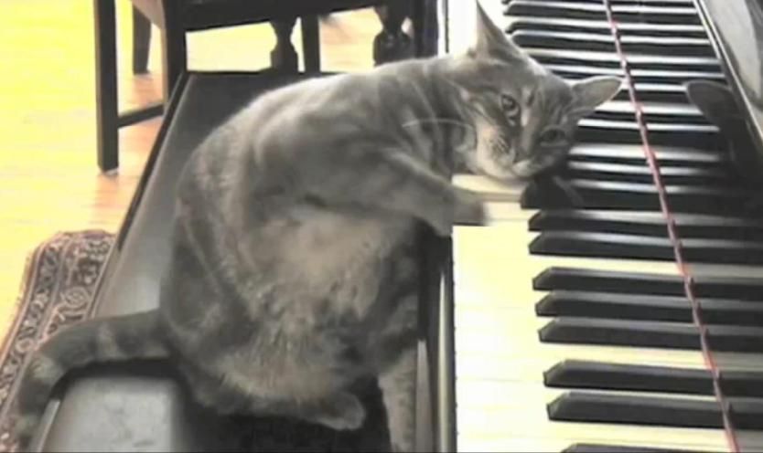 Kočka hraje na klavír se symfonickým orchestrem