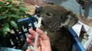 A burnt koala named Anwen, rescued from Lake Innes Nature Reserve, receives formula at the Port Macquarie Koala Hospital ICU in Port Macquarie