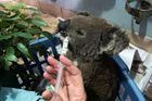 Záběry ze zvířecí nemocnice v Austrálii. O život bojují desítky koalů a klokanů