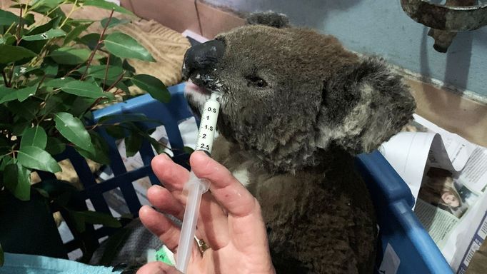 A burnt koala named Anwen, rescued from Lake Innes Nature Reserve, receives formula at the Port Macquarie Koala Hospital ICU in Port Macquarie