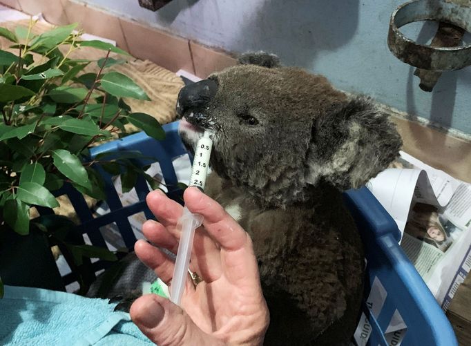 A burnt koala named Anwen, rescued from Lake Innes Nature Reserve, receives formula at the Port Macquarie Koala Hospital ICU in Port Macquarie