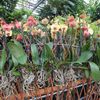 Orchideje v botanické zahradě