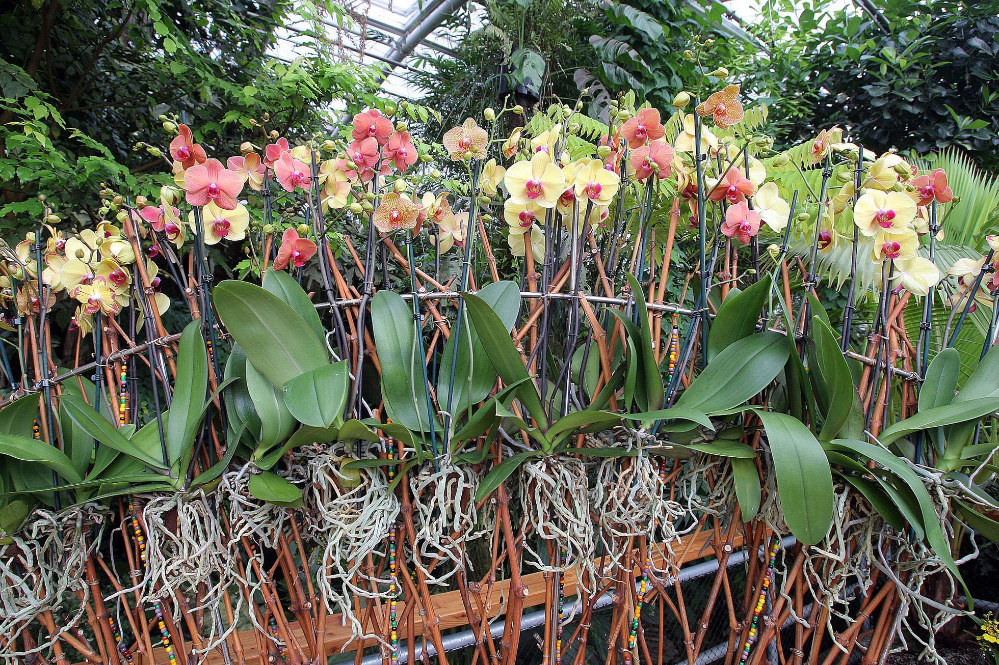 Orchideje v botanické zahradě