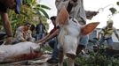 Luis Salgado (C, red shirt), nicknamed Chucho, holds a pig as he and relatives slaughter it for meat at their home in the village of Sagua La Grande in central Cuba, March 10, 2013. Chucho was granted a U.S. visa based on his father's status as legal resident in Texas, and he was reunited in Miami with his father, Jesus Salgado, who had escaped Cuba on a frail boat ten years earlier. The Salgados are among many Cubans taking advantage of Cuba's new travel policy in place since last January, which allows citizens to leave the country with just a passport and no need for much-hated exit visas required since 1961. Picture taken March 10, 2013. REUTERS/Desmond Boylan (CUBA - Tags: POLITICS SOCIETY) Published: Dub. 11, 2013, 1:36 odp.