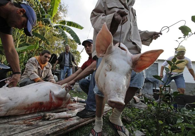 Luis Salgado (C, red shirt), nicknamed Chucho, holds a pig as he and relatives slaughter it for meat at their home in the village of Sagua La Grande in central Cuba, March 10, 2013. Chucho was granted a U.S. visa based on his father's status as legal resident in Texas, and he was reunited in Miami with his father, Jesus Salgado, who had escaped Cuba on a frail boat ten years earlier. The Salgados are among many Cubans taking advantage of Cuba's new travel policy in place since last January, which allows citizens to leave the country with just a passport and no need for much-hated exit visas required since 1961. Picture taken March 10, 2013. REUTERS/Desmond Boylan (CUBA - Tags: POLITICS SOCIETY) Published: Dub. 11, 2013, 1:36 odp.