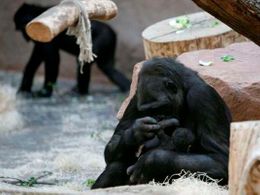 Gorila Kijivu porodila v pražské zoo třetí mládě