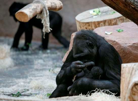 Gorila Kijivu porodila třetí mládě