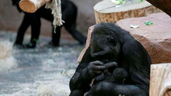 Gorila Kijivu porodila v pražské zoo třetí mládě