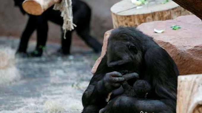 Gorila Kijivu porodila v pražské zoo třetí mládě