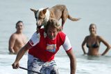 Chris de Abitz už deset let vyráží do vln se svými čtyřmi psy z útulku.