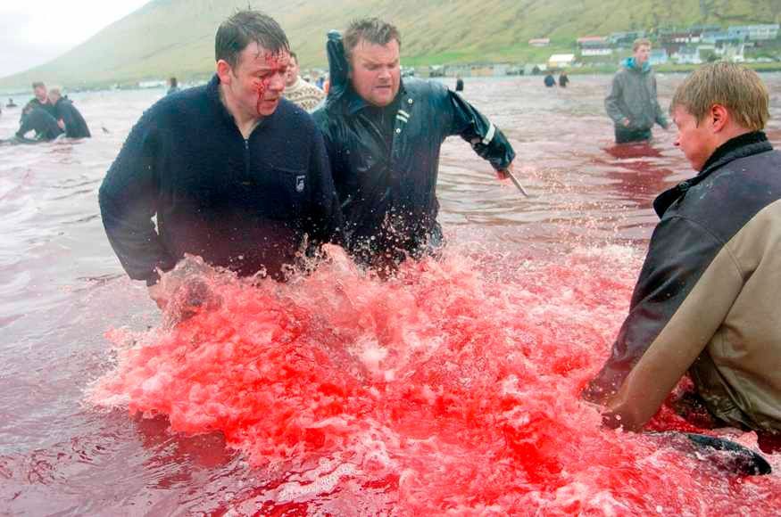 Tradiční masakr kulohlavců na Faerských ostrovech