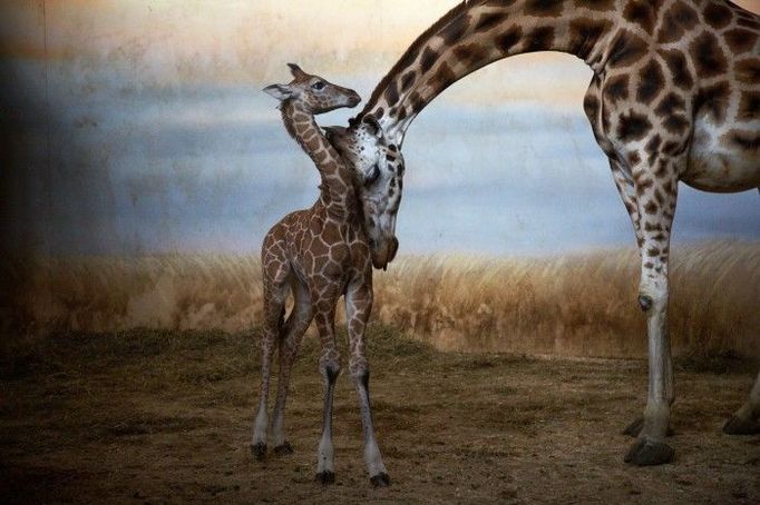 Kategorie: PŘÍRODA A ŽIVOTNÍ PROSTŘEDÍ; Čestná uznání Fotograf: MARTIN MATĚJKA, Volný fotograf Informace k fotografii: Žirafí mláďata v Zoo Praha, únor – duben 2012