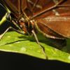Foto: Motýlí zahrada v Kostarice