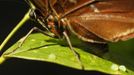 A morpho peleides butterfly lays its eggs in Butterfly Garden in La Guacima, northwest of San Jose, May 14, 2012. According to the owner Joris Brinkerhoff, who is from the U.S and has more than 29-years of experience dedicated to the export of butterfly cocoons, more than 80,000 cocoons of 70 different species are exported every month from Costa Rica to Europe, Asia, Canada, Mexico and the United States, with prices of the cocoons ranging from $3 to $10 each. REUTERS/Juan Carlos Ulate (COSTA RICA - Tags: BUSINESS SOCIETY ANIMALS) Published: Kvě. 15, 2012, 4:33 dop.