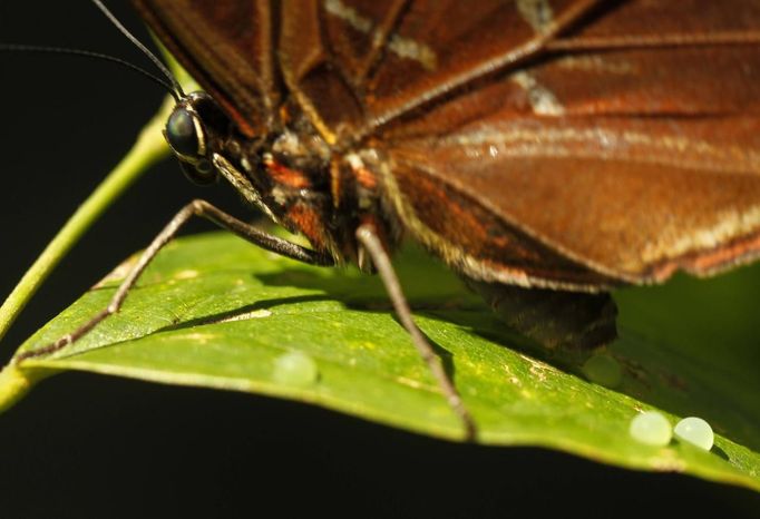 A morpho peleides butterfly lays its eggs in Butterfly Garden in La Guacima, northwest of San Jose, May 14, 2012. According to the owner Joris Brinkerhoff, who is from the U.S and has more than 29-years of experience dedicated to the export of butterfly cocoons, more than 80,000 cocoons of 70 different species are exported every month from Costa Rica to Europe, Asia, Canada, Mexico and the United States, with prices of the cocoons ranging from $3 to $10 each. REUTERS/Juan Carlos Ulate (COSTA RICA - Tags: BUSINESS SOCIETY ANIMALS) Published: Kvě. 15, 2012, 4:33 dop.