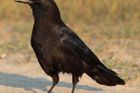 Mladé vrány jedly nezdravé lidské jídlo - a netloustly