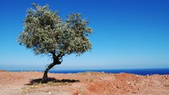 Řecko, olivovník, moře, ilustrační