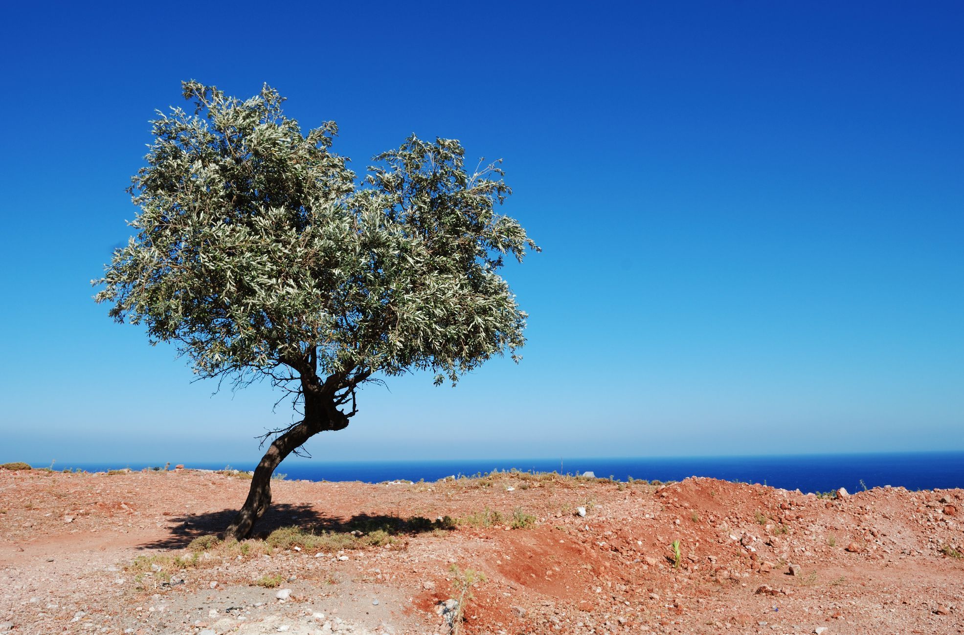 Řecko, olivovník, moře, ilustrační
