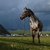 Zvířata, Reuters, Top fotografie roku 2022, výběr, nejlepší foto, Lifestyle