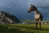 Kůň v Altajské republice, Rusko, 8. července 2022.