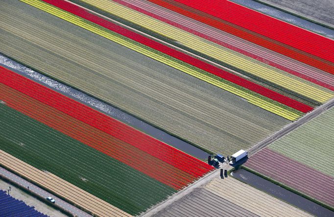 Obrovské pole tulipánů v Nizozemsku.