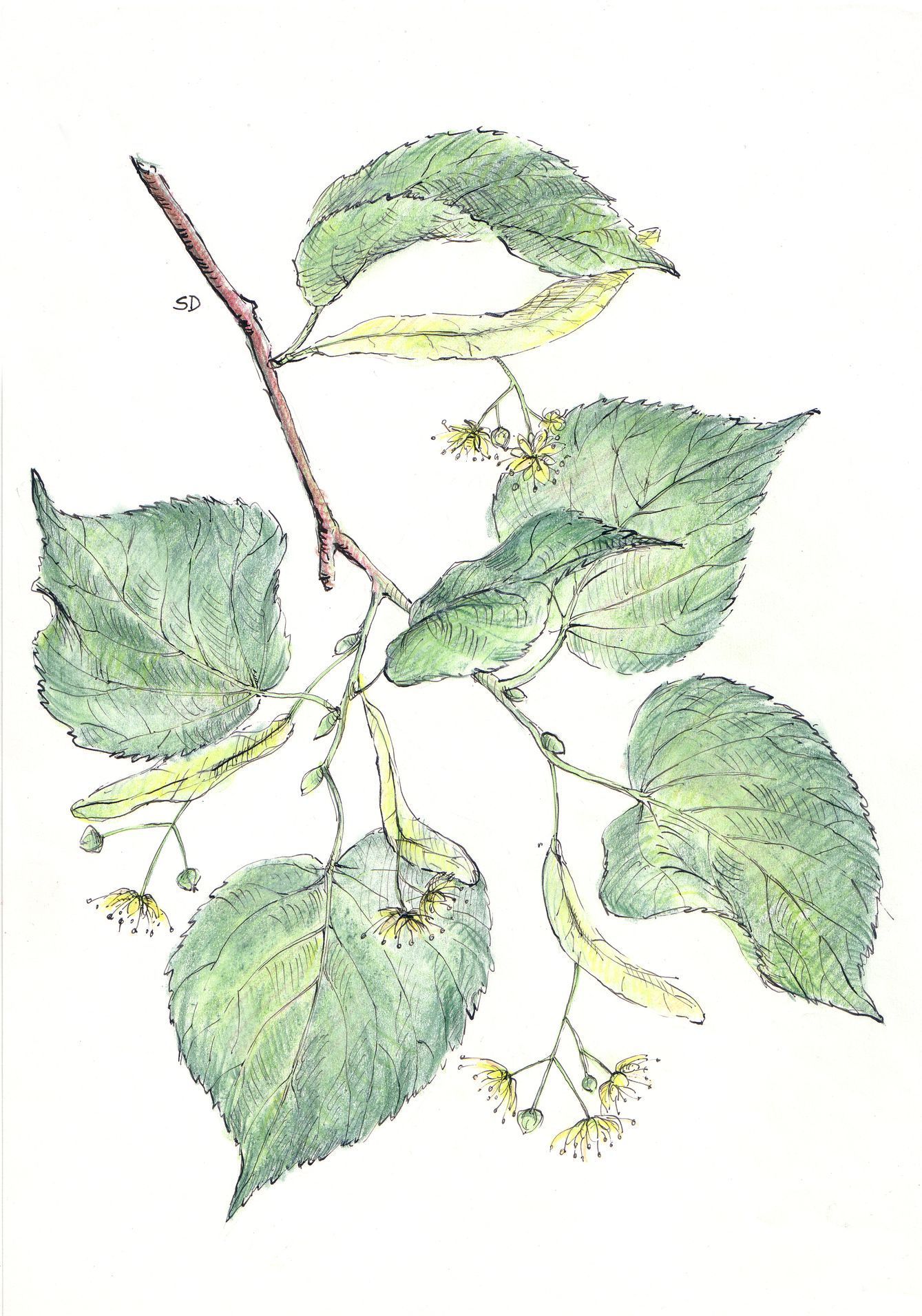 kresby, dr. dudek. bylinky