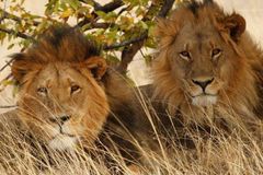 Lev zabil průvodce v parku, kde dříve žil Cecil
