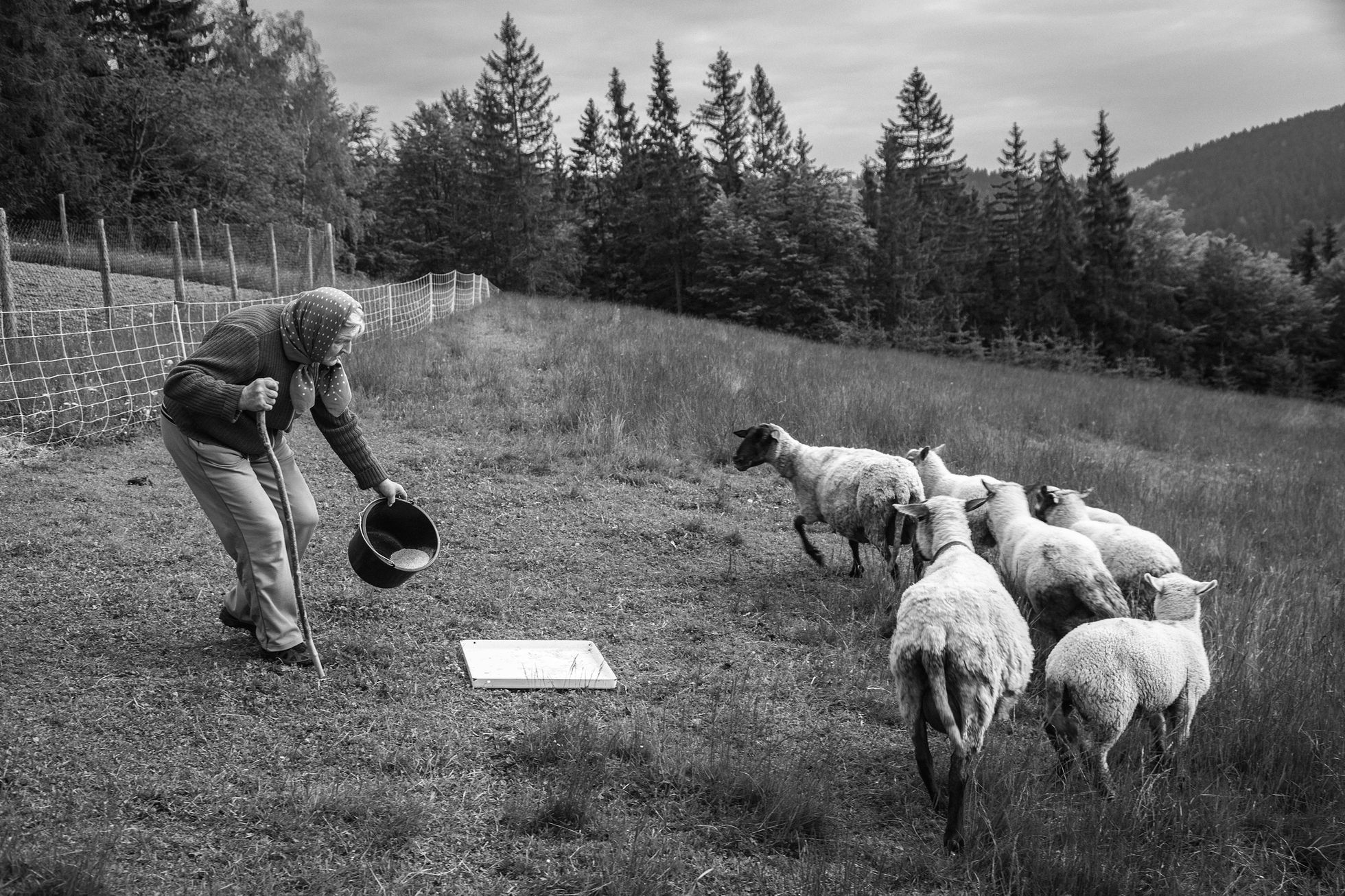 Aleš Palán, Samotáři 2