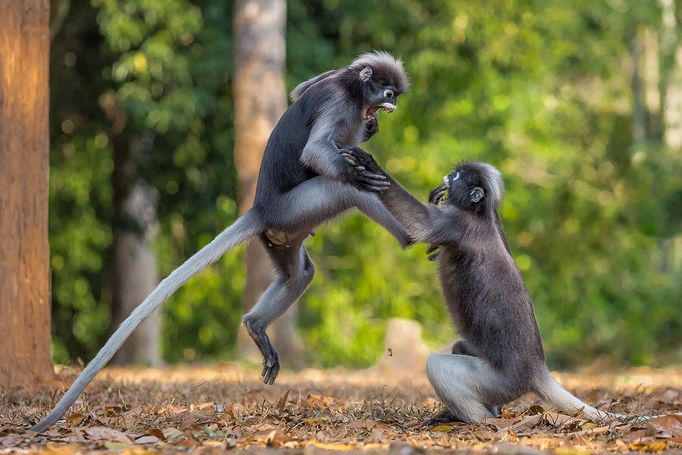 Finalisté fotosoutěže Comedy Wildlife Photography Awards 2018