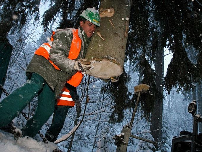 Se zavěšeným stromem už jeřáb snadno manipuloval ve vzduchu aniž by poškodil nejvhodnější strom z původně deseti kandidátů. O výběru přitom rozhodoval tzv. dendrologický průzkum, dostupnost potřebnou technikou a v neposlední řadě také estetický dojem.