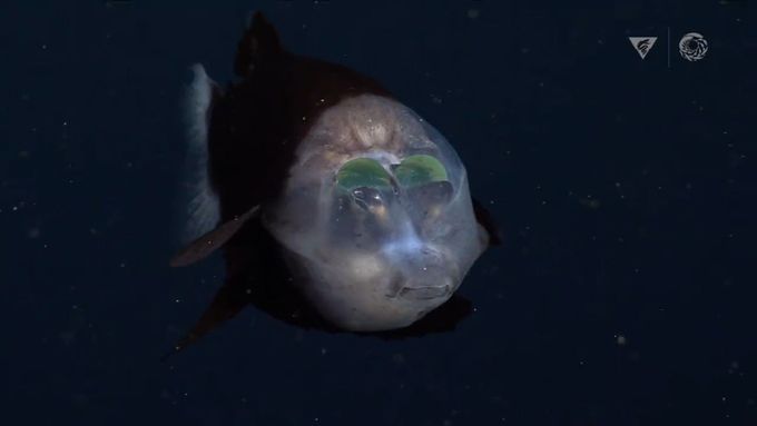 Bizarní ryba s průhlednou hlavou a zelenýma očima. Vědci ji natočili u Kalifornie.