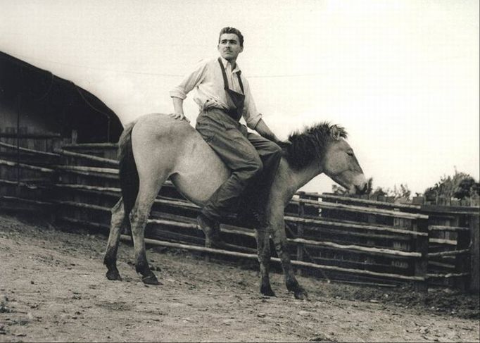 Zaměstnanec zoo se v květnu 1962 snaží osedlat Převaláka. Současný ředitel parku Miroslav Bobek ubezpečuje, že dnes už se nic takového nedělá