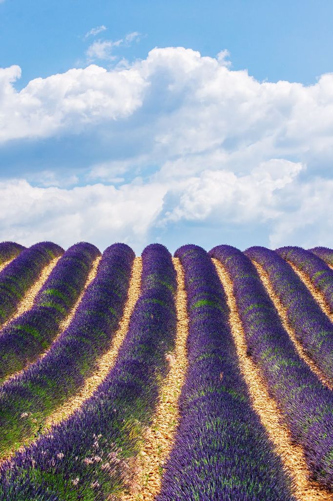 Levandulová pole v Provence