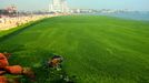 A view shows an algae covered public beach in Qingdao, northeast China's Shandong province on July 4, 2013. The seas off China have been hit by their largest ever growth of algae, ocean officials said, with vast waves of green growth washing onto the shores of the Yellow Sea. CHINA OUT AFP PHOTO