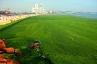 Takto nyní vypadá pláž u čínského města Čching-tao v provincii Šan-tung.