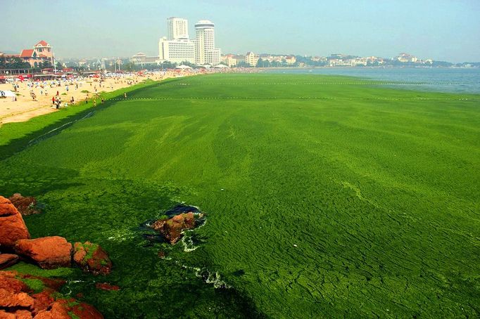 A view shows an algae covered public beach in Qingdao, northeast China's Shandong province on July 4, 2013. The seas off China have been hit by their largest ever growth of algae, ocean officials said, with vast waves of green growth washing onto the shores of the Yellow Sea. CHINA OUT AFP PHOTO