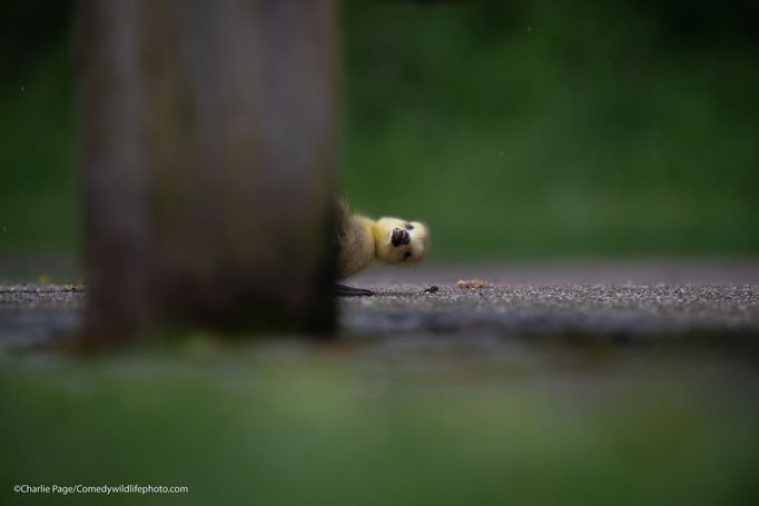 Finalisté fotografické soutěže Comedy Wildlife Photography Awards 2021